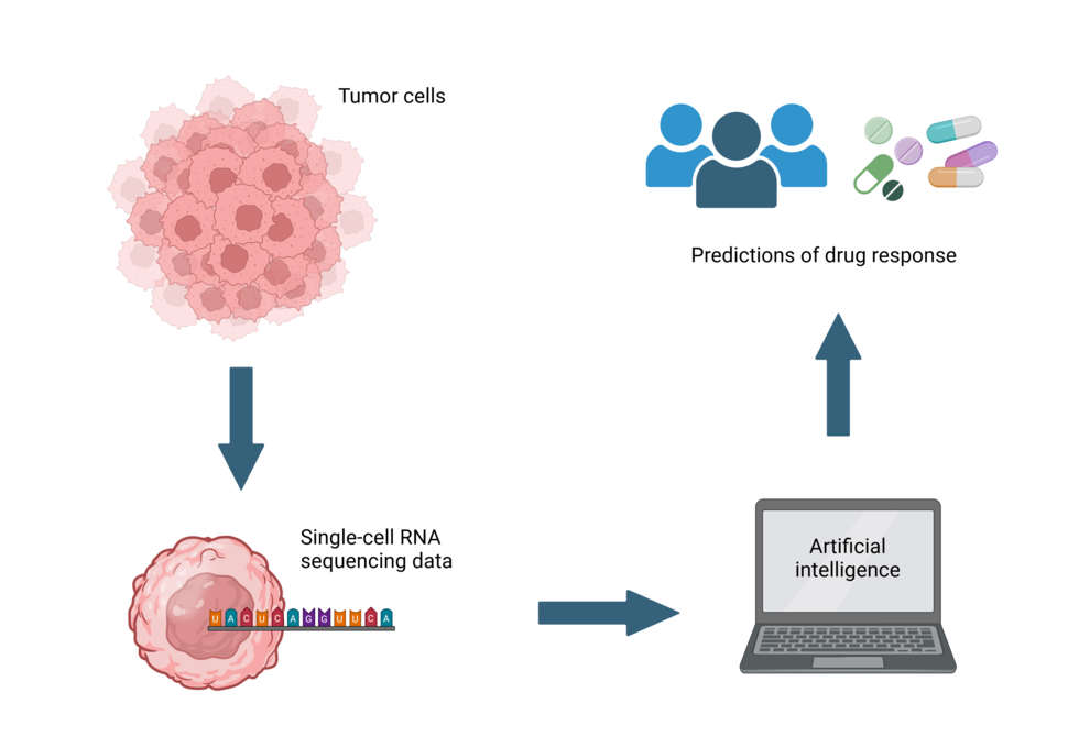 A simple schematic showing a cluster of tumor cells, followed by an arrow, followed by a single tumor cell producing RNA sequencing data, followed by an arrow pointing to a laptop with the words AI Tool on the screen, followed by an arrow pointing to an icon of patients and different types of cancer drugs.  